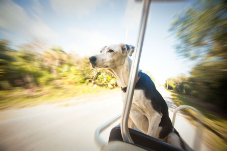 Oreo loves to accompany guests on their carts as they explore the island.